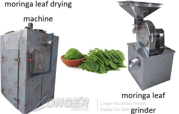 how to process moringa leaves