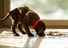 Foods can change dog’s life