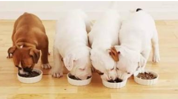 Facts You Never Knew About Pet Food Facts You Never Knew About Pet Food