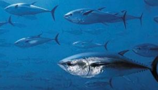 Japanese enterprises do not rely on natural feed successfully farmed tuna