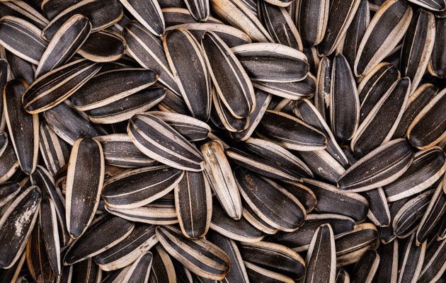 Sunflower Seeds