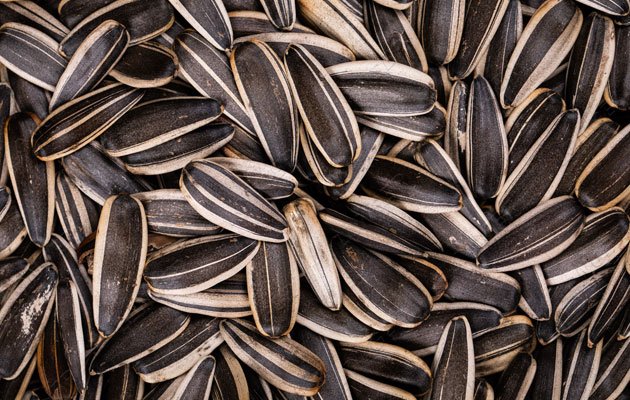 Sunflower Seeds