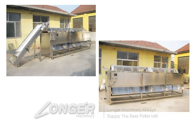 onion grading machine