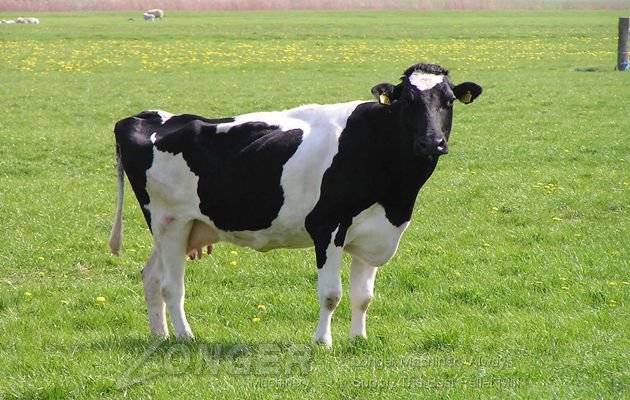 cow manure